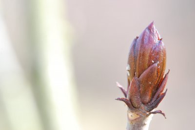 Aesculus hippocastanium 'Lacinata' - jírovec koňský (maďal) - pupen